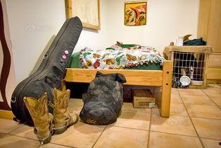 大学与狗窝在线观看,一场别开生面的在线观看之旅  第1张